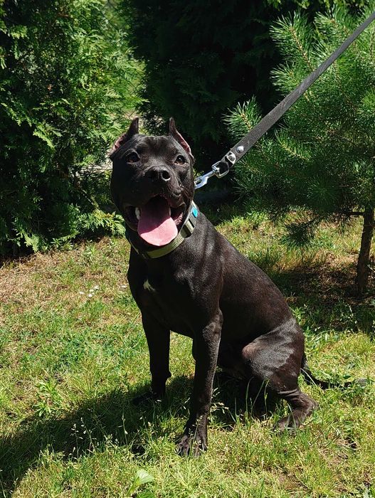 американський пітбуль. АПБТ Доставка. Pitbull. УЖГОРОД