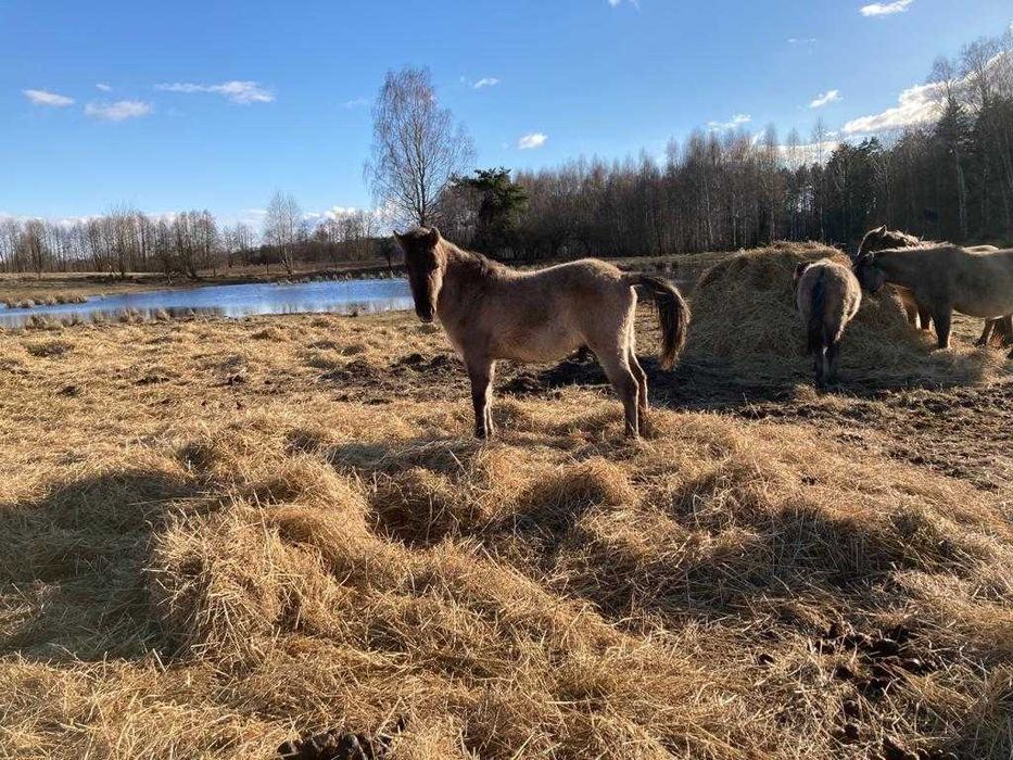 Ogierki Konika Polskiego