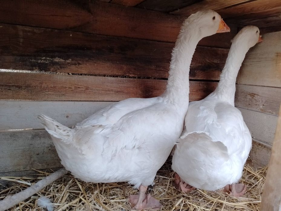 Sprzedam gęsi kołudzkie