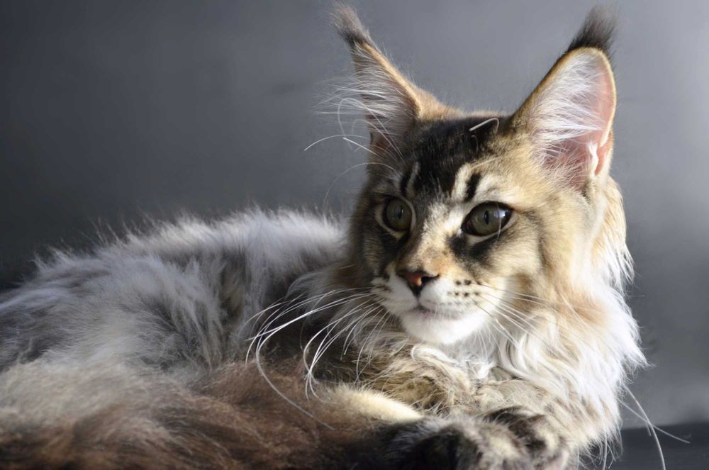 Мейн кун . Мальчик Макс 4 мес.