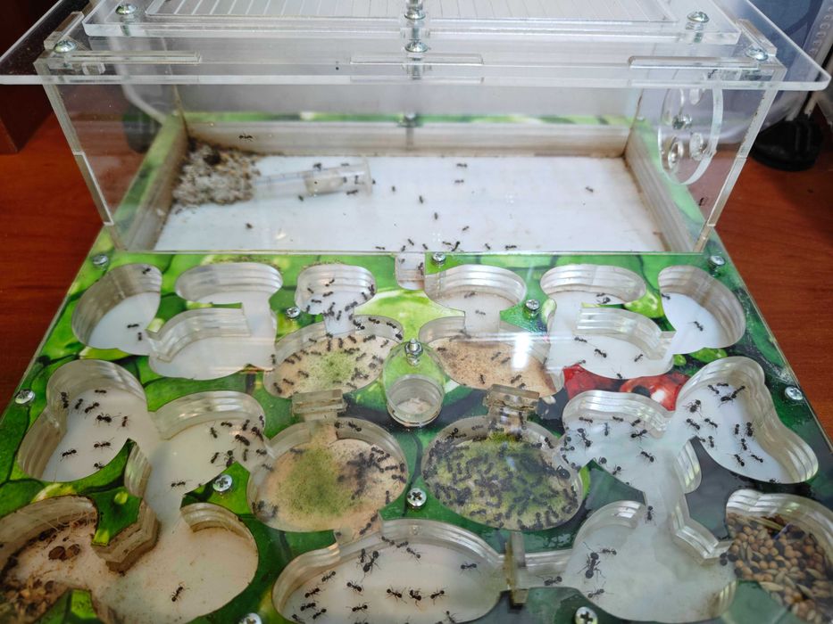 Продам колонію мурах Messor structor з маткою та формікарієм