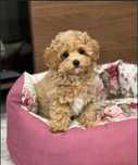 Maltipoo Maltańczyk +pudel chłopiec