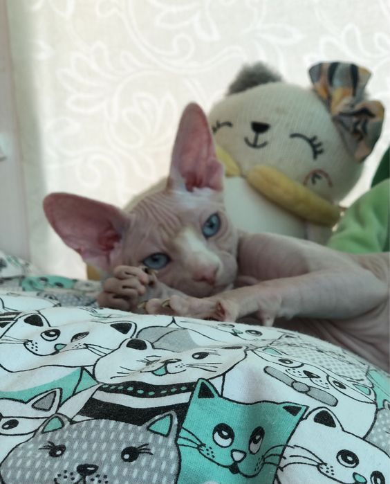 Котенок девочка сфинкс!