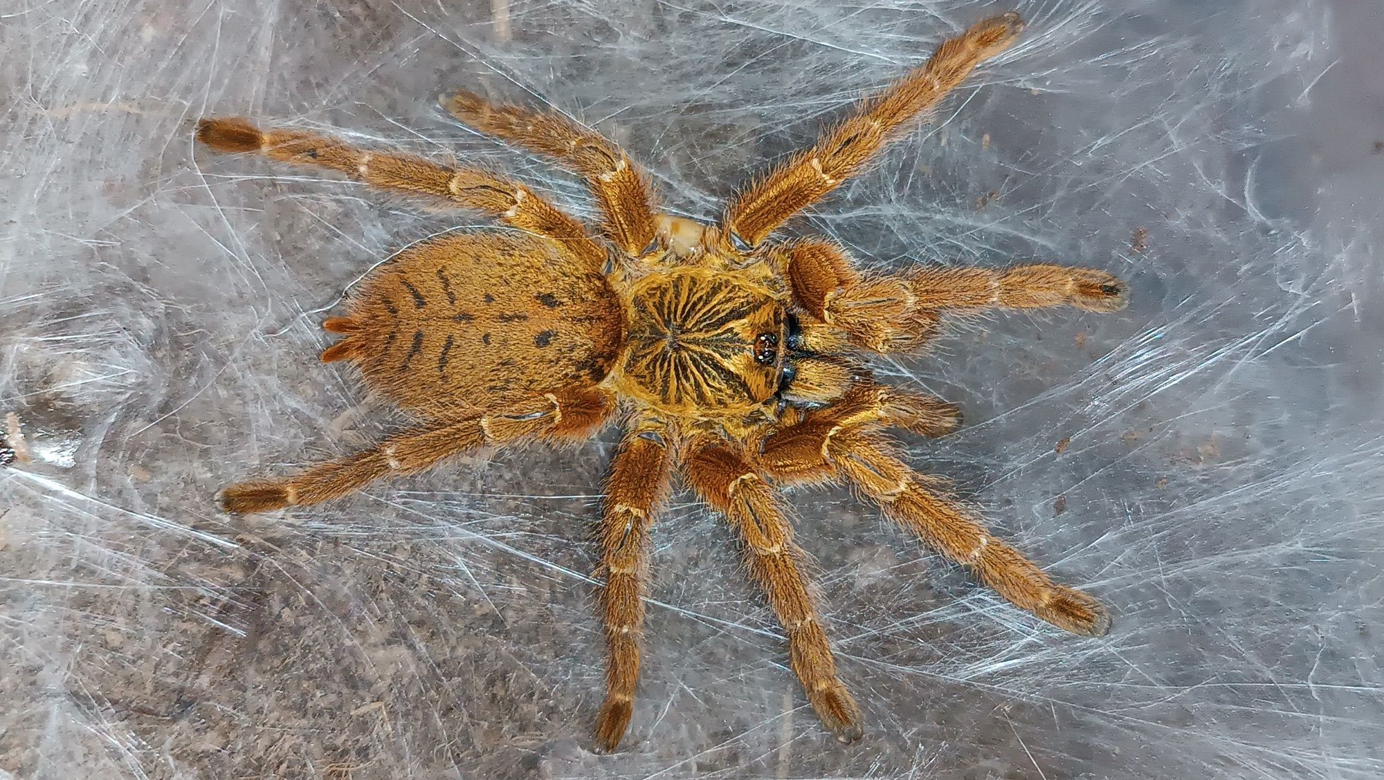 Паук птициед Pterinochilus murinus самкаL8