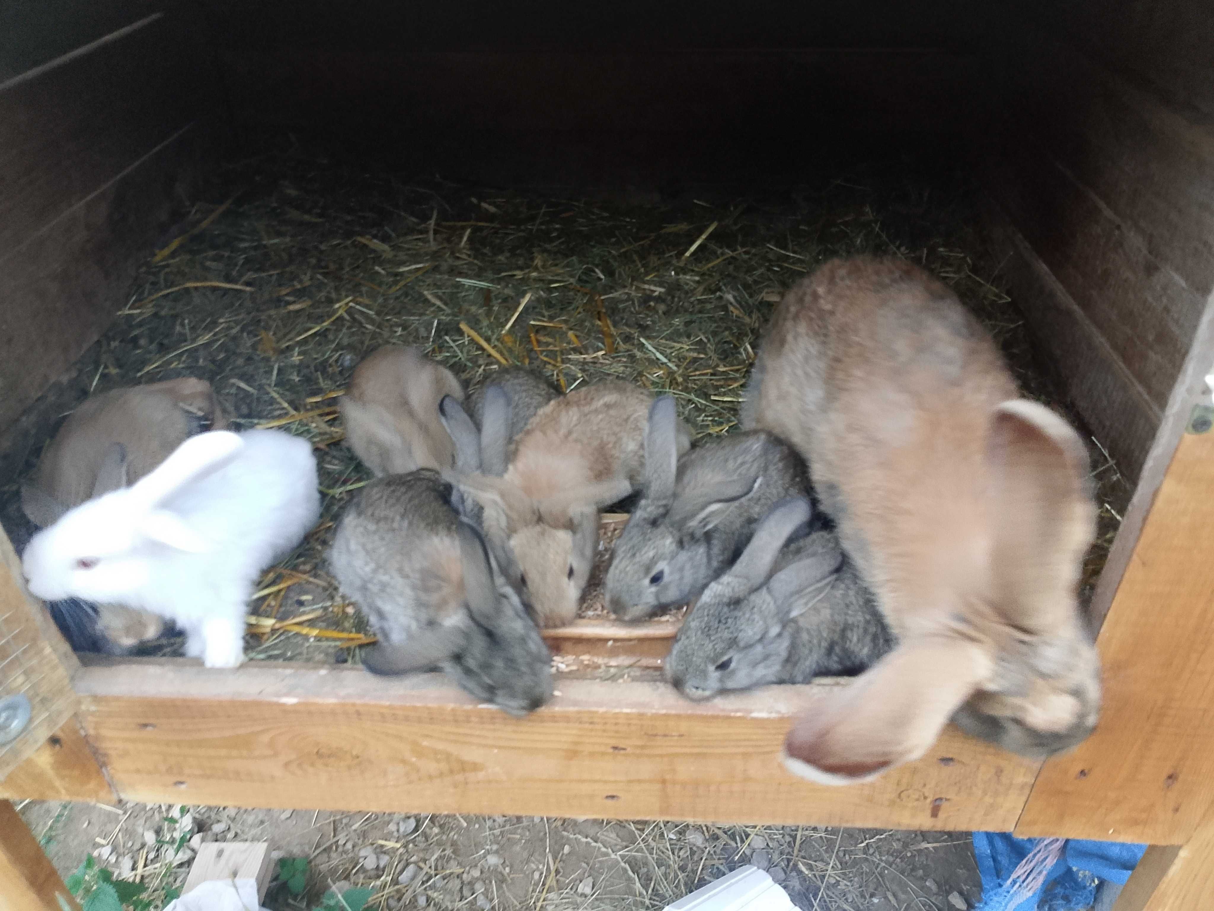 Króliki samica i 8 młodych