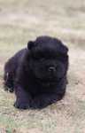 Samiec chow chow