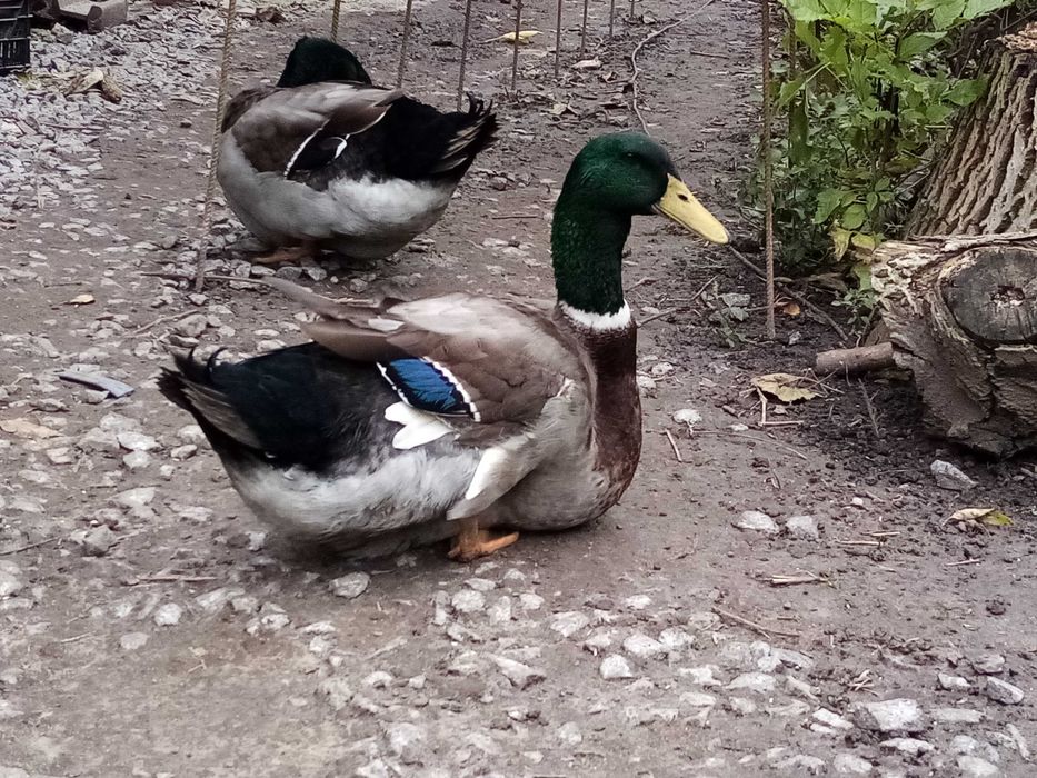 Пропоную сімї раунських качок