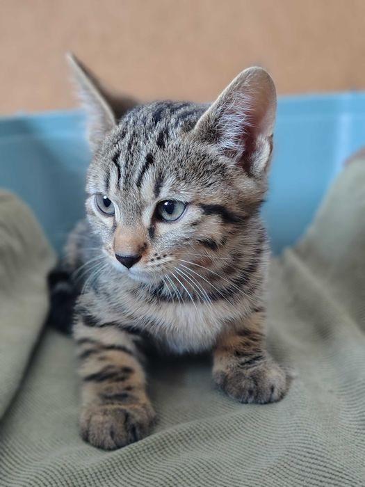 Кошенята Cheetoh
