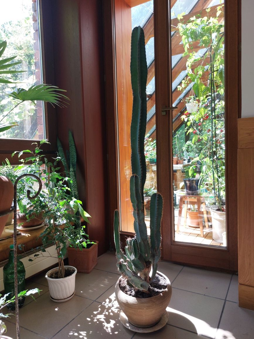 Kaktus Kolumnowy cereus peruvianus pitaya pitaja smoczy owoc