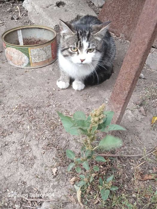 Віддамо кошеня 4 місяці в хороші-добрі руки