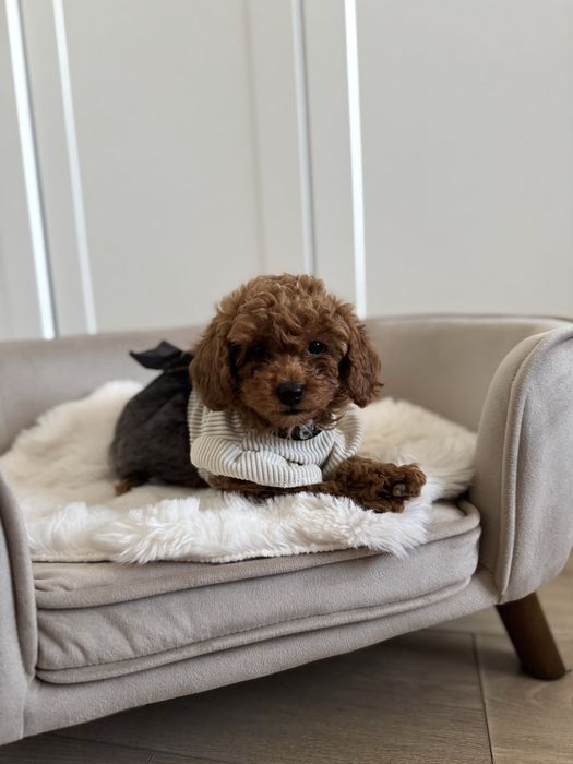 Sliczna sunia pudel toy