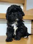 Shihpoo Samiec  hybryda  ras