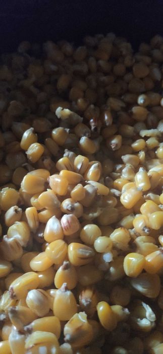 Kukurydza świeżo gotowana 1KG