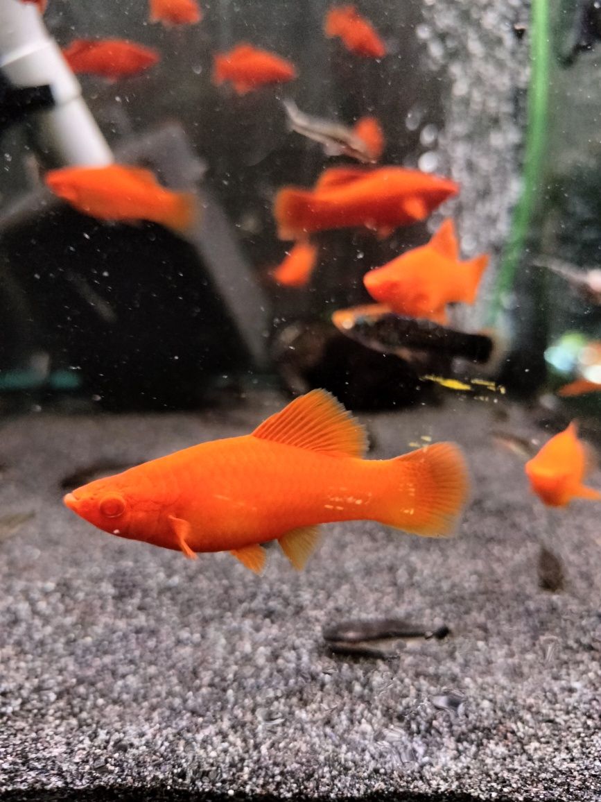 Mieczyk red albino od Neon Zoo