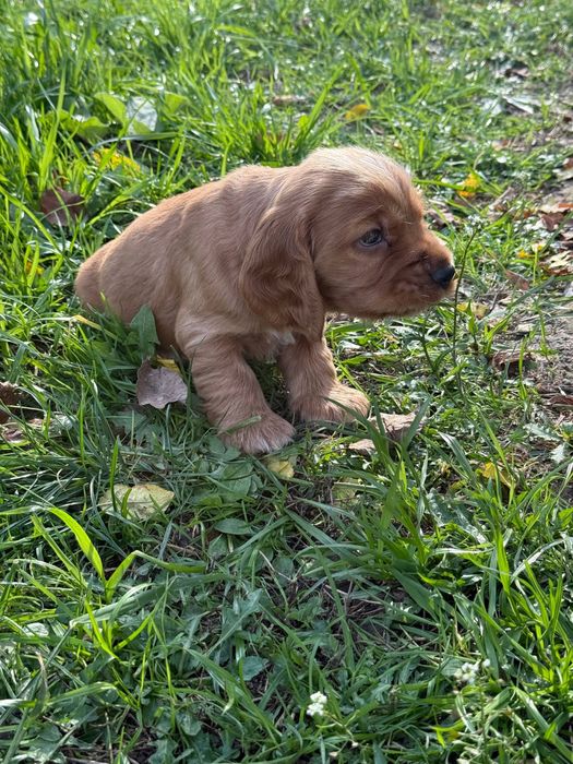 Щенки английского спаниеля