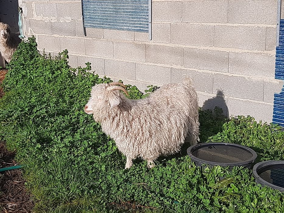 Cabras angoras jovens