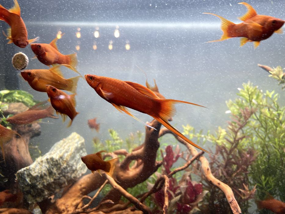 Mieczyk Hellera weloniasty lira