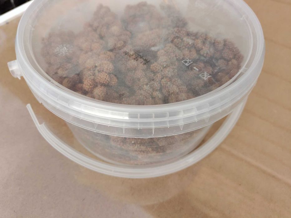 PETIFOOL proso czerwone 500G