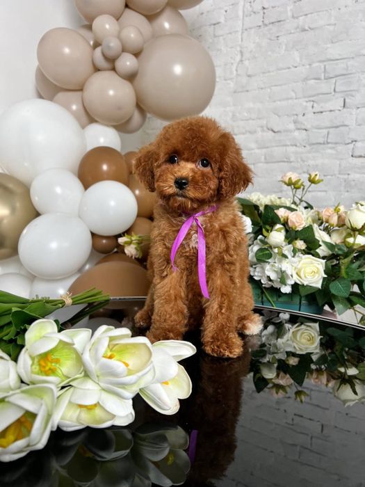 Дівчинка пет класу