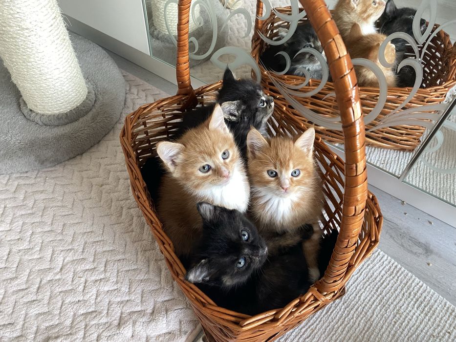 Коти безплатно! Котята gatito