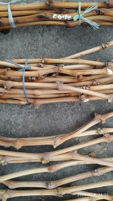 Черенки Саженцы Винограда