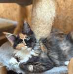 Urocza szylkretka Maine Coon