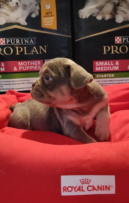 Bulldog Francês Lilac Tan