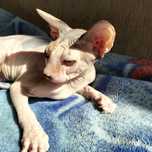 Котенок канадского сфинкса
