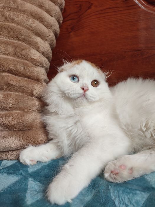 Шотландський котик з різними очима.