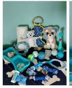 Biało-rudy piesek rodowód ZHPR wyprawka