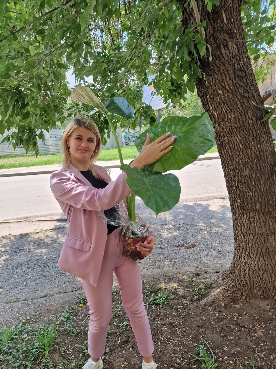 Алоказия Macrorrhiza. Алоказія Макроріза