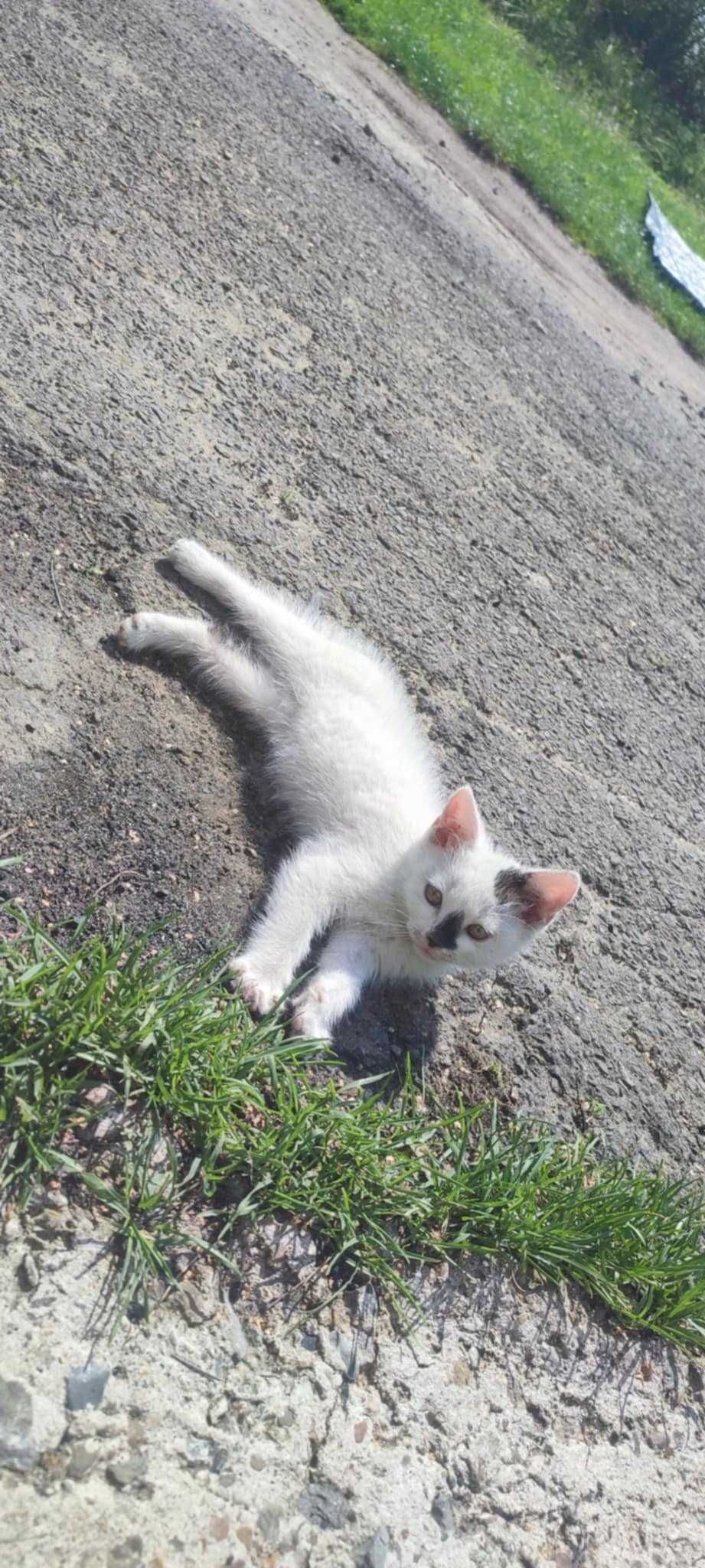 Oddam śliczne kotki w dobre ręce