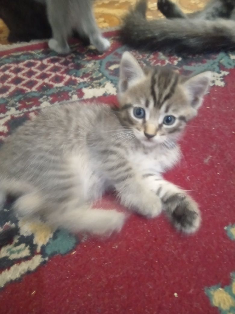 Маленькие котята