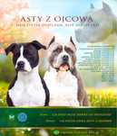 Błękitny szczeniak amstaff