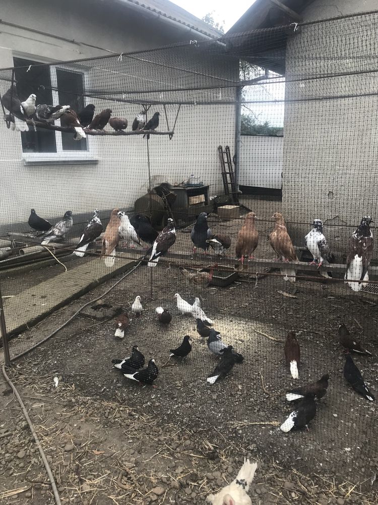 Продаються високольотні миколаївські голуби