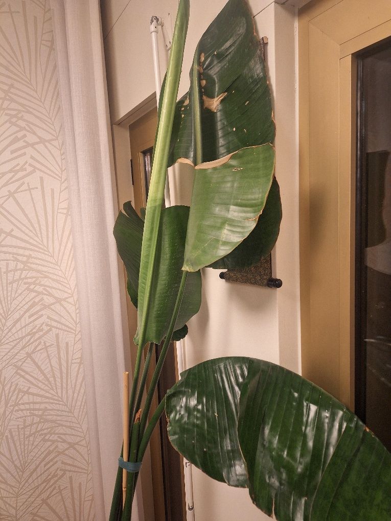 Strelitzia nicolai 2m
