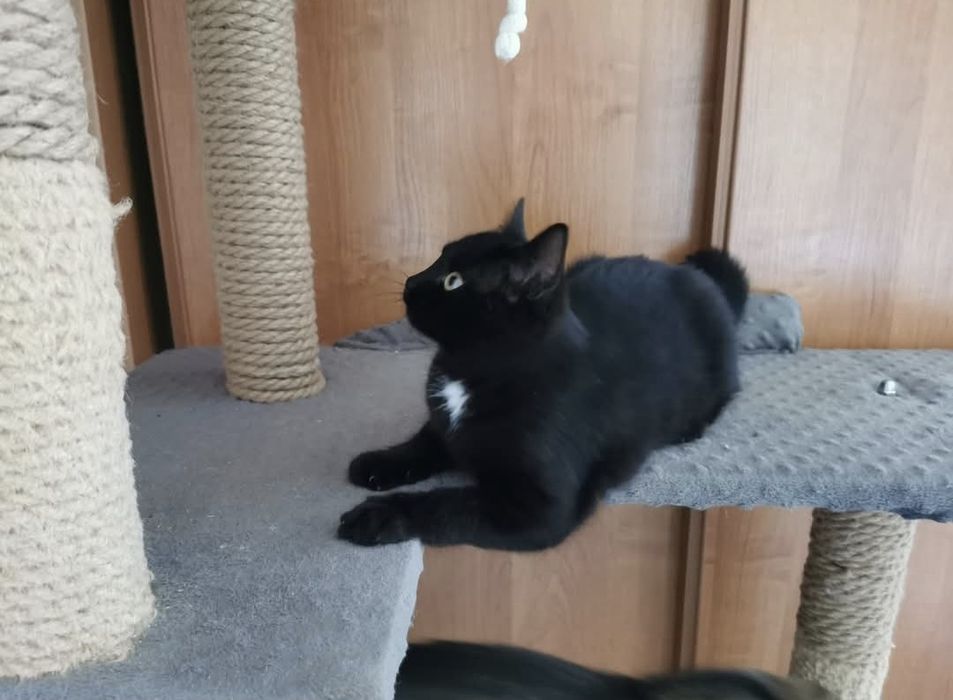 4 miesięczna koteczka szuka domu