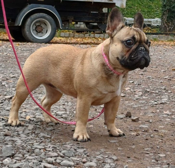 Buldog Francuski, Związek Kynologiczny w Polsce, FCI, suczka Tycia