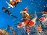 Karp KOI ryby oczko wodne