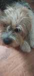 Lhasa apso roczne, 2 samce
