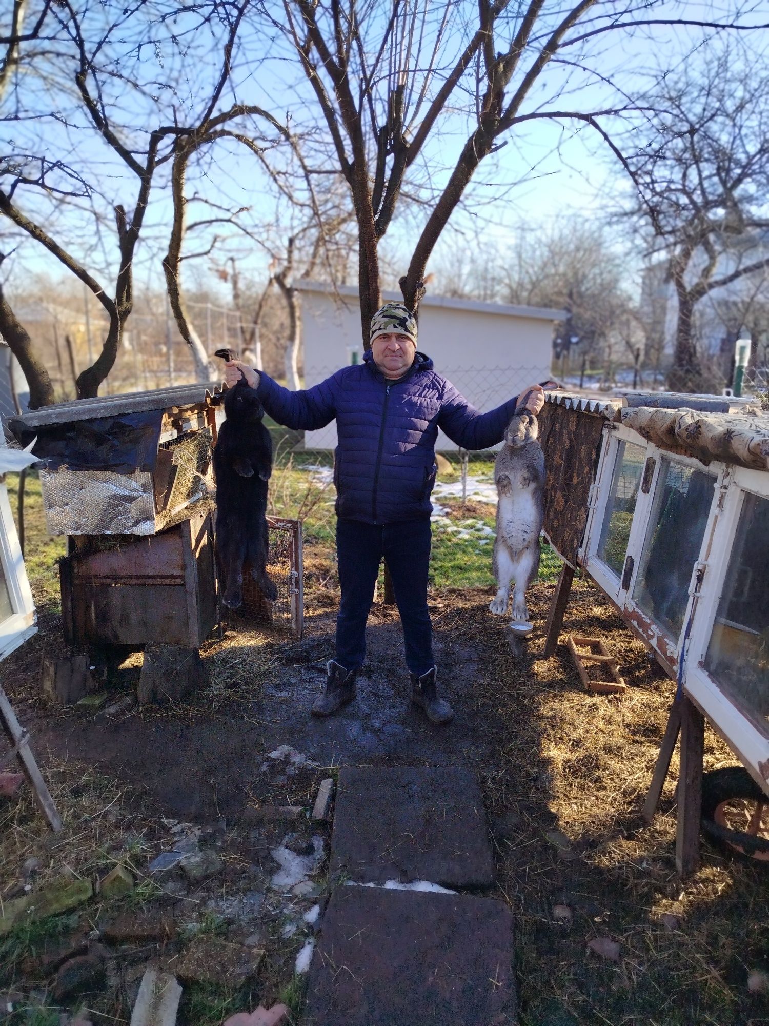 Продам кролів, породи фландер .