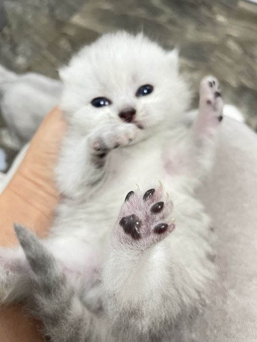 Серебриста шиншила