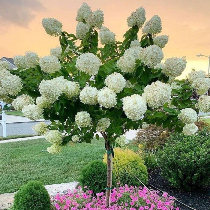 Гортензія метельчаста на штамбі в контейнері , 7 сортів в наявності