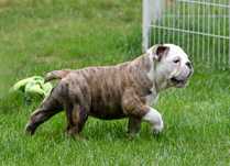 buldog angielski fci suczka
