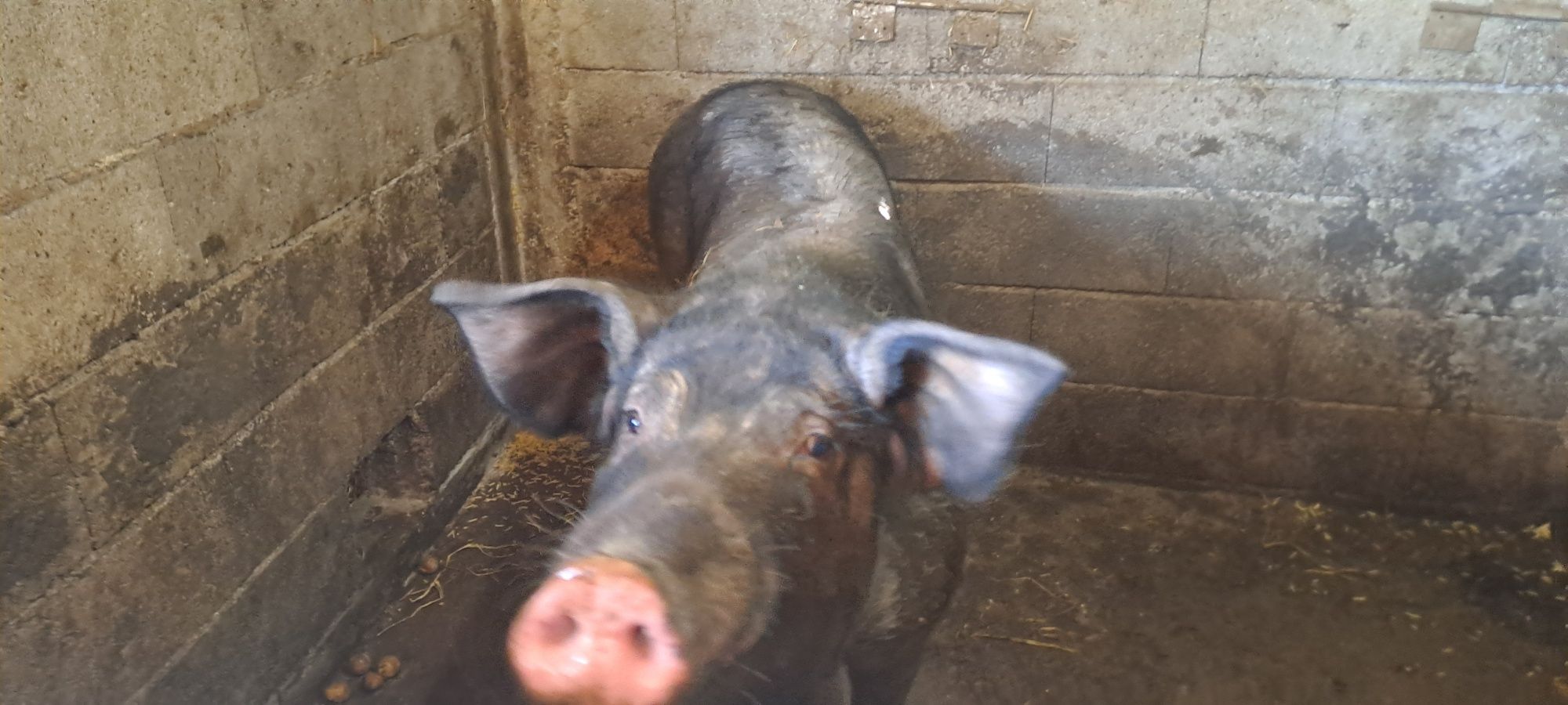 Vendo Porca bisara