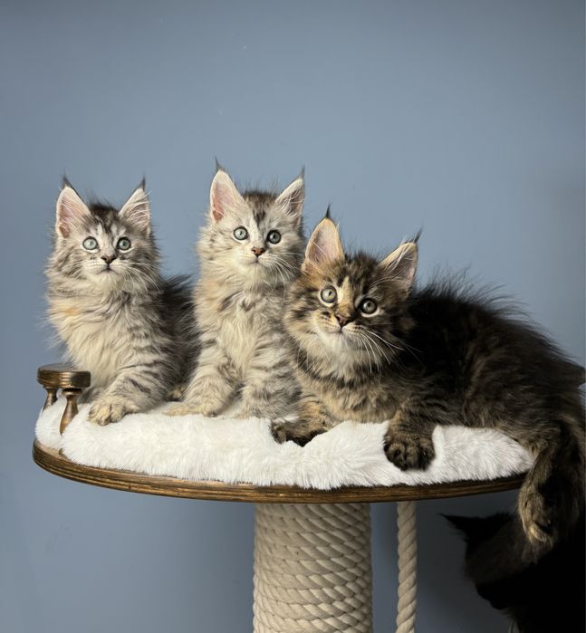 Котята мейн кун 1.5 месяца девочки меховая крупная линия