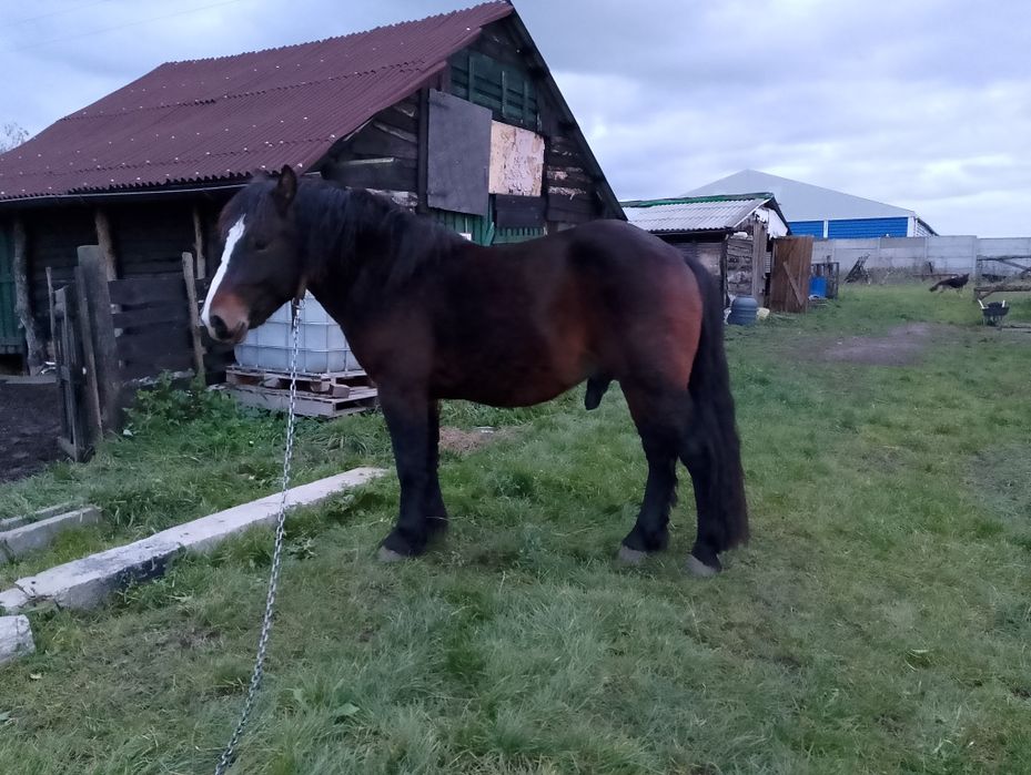 Ogier 2 lata i 6 mieś. Lord PKZ po Arden Polski.