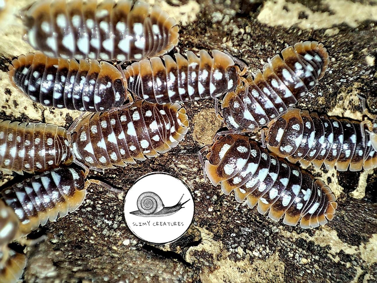 Armadillidium klugii white dots 10 szt isopody prosionki