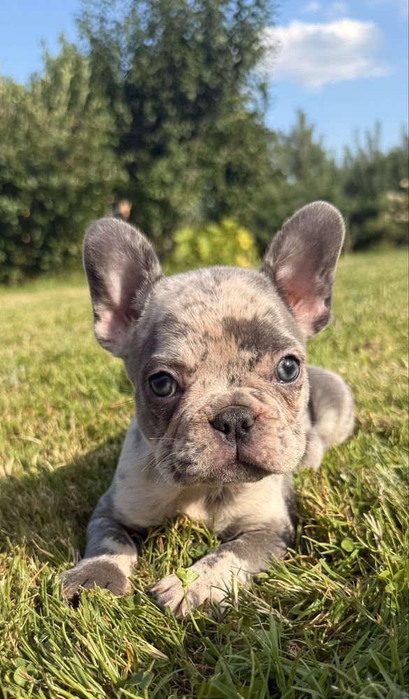 Buldog francuski suczka merle