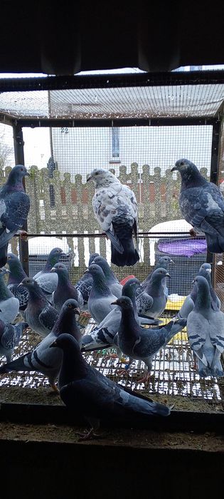 Likwidacja hodowli gołębi pocztowych